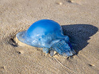 Пляжи открыты, но купание опасно: высокие волны, медузы