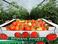 "Мако": участились кражи овощей у фермеров Негева "законопослушными гражданами"