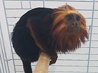 Из зоопарка в Кирьят-Моцкине похищена обезьянка редкой породы