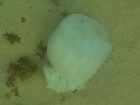 Концентрация медуз на израильском побережье Средиземного моря начала сокращаться