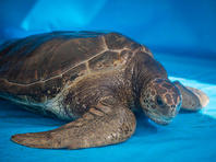 Сотрудники Центра спасения морских черепах выпустили в море выздоровевшего "пациента"