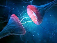 Исследователи смогли восстановить связи нервных клеток