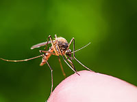 В Гуш-Дане обнаружены комары-переносчики лихорадки Западного Нила