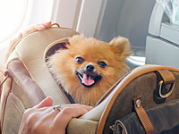В аэропорту Бен-Гурион у пассажира из Беларуси конфискованы 11 породистых щенков