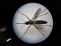 Лихорадка денге может дать иммунитет к коронавирусу