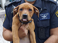 Жители Хайфы и полицейские спасли щенка от избивавшего его хозяина