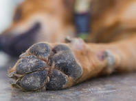 Продлен срок ареста жителя Бат-Яма, мучившего собаку