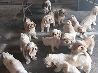 Полиция изъяла из "пиратского" питомника около сотни больных щенков, выращиваемых на продажу