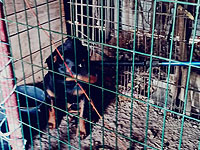 Полиция сообщила о спасении семимесячного щенка ротвейлера в Яффо