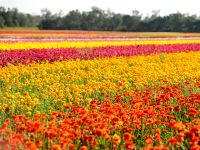 Из-за локдаунов в Европе израильские фермеры застряли с 70 миллионами цветов