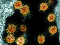 Исследование: иммунитет к коронавирусу держится почти полгода