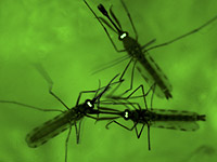 Малярия &#8211;  опасное для жизни заболевание, вызываемое паразитами и передаваемое людям в результате укусов инфицированных самок комаров вида Anopheles