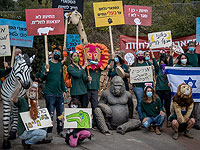 Работники сафари митингуют у Кнессета с требованием открыть зоопарки