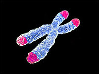 Теломеры на краях хромосомы