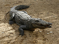 На крокодильей ферме в Араве крокодил укусил ребенка