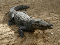 На крокодиловой ферме в Араве крокодил укусил ребенка