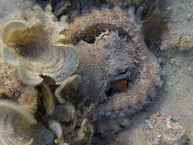Осьминог обыкновенный (Octopus vulgaris)