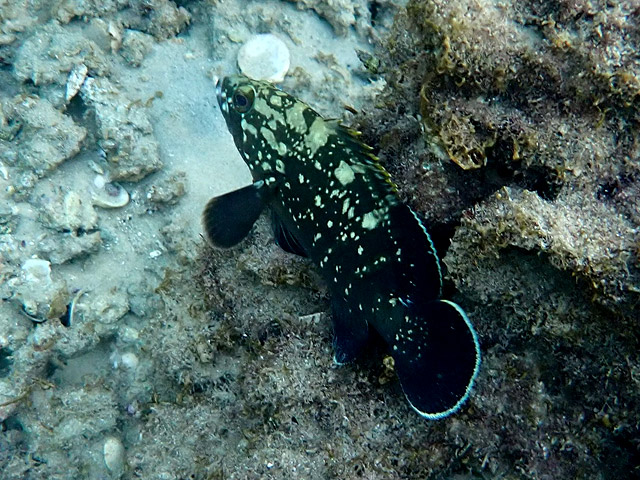 Каменный окунь (grouper, Epinephelus)