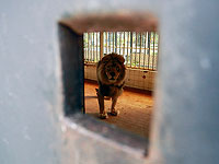 Зоопарк Барселоны сообщил о заражении львов коронавирусом