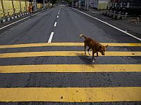 В Гиватаиме сбежавшая от хозяина собака покусала двоих детей