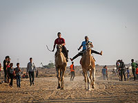 Полицию заинтересовали гонки на верблюдах в Негеве из-за участия в них десятков автомобилей