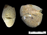 Каменный инструмент возрастом около 350 000 лет из пещеры Табун на горе Кармель, предназначенный для тонкой обработки поверхностей мягких материалов