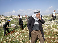 Накануне Ту би-Шват палестинские арабы засадили оливковыми деревьями полигон ЦАХАЛа