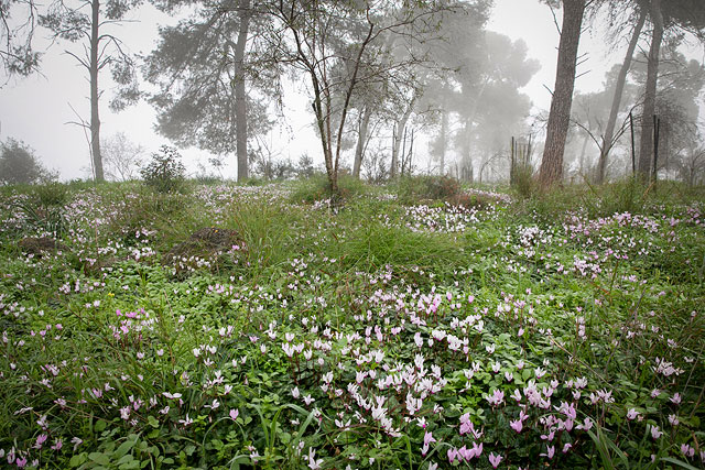 Февральское цветение в Израиле. Фоторепортаж