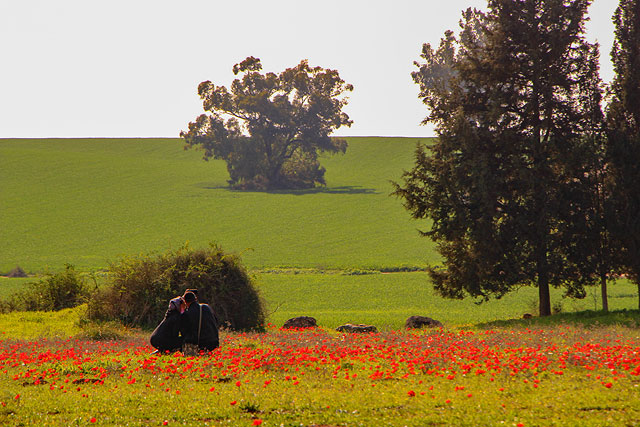 Февральское цветение в Израиле. Фоторепортаж