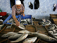 Минздрав запретил продажу рыбы, выловленной в Средиземном море