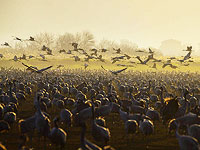 Весна близко: тысячи журавлей прилетели в долину Хула. Фоторепортаж