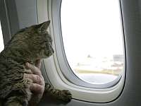 ЧП в воздухе: на пилотов самолета, летевшего в Доху, напал кот