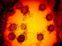Исследование: антитела менее эффективны против нового штамма коронавируса
