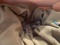 Бойцы пограничной полиции отвоевали новорожденного котенка у ворона