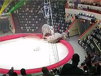Драка слоних в казанском цирке: комментарии администрации