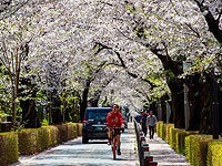 Цветение сакуры в Японии 2021 года. Фоторепортаж