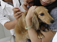 В России объявили о регистрации "первой в мире" вакцины против COVID-19 для животных