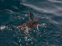 Спасенные после экологической катастрофы у берегов Израиля черепахи вернулись в море. Фоторепортаж