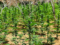 Полицейские "выпололи" тысячи кустов марихуаны возле Пардес-Ханы