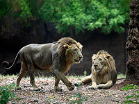 В Индии у львов в зоопарке выявлен коронавирус