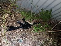 В ходе перестрелки в деревне Баана был ранен полицейский, задержаны подозреваемые