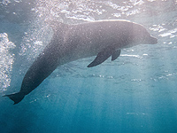 Специалистам не удалось спасти дельфина, найденного на пляже Михморет