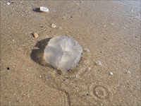 Поступают сообщения о медузах на израильских пляжах Средиземного моря