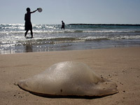 На средиземноморском побережье Израиля начался "сезон медуз"