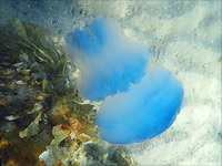 Возросла концентрация медуз на израильском побережье Средиземного моря