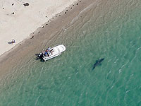 В Красном море акула откусила туристу часть стопы