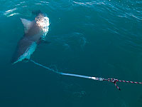 Около Акабы поймали крупную акулу, возможно ту, которая недавно напала на человека