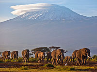 Слоновье стадо из Великобритании, включающее "израильтянина", выпустят в дикую природу