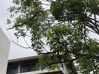 В городском парке в Бангкоке пойман сетчатый питон