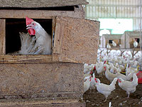 В ответ на угрозу птицеферм сократить производство яиц к праздникам минсельхоз увеличил квоту беспошлинного импорта